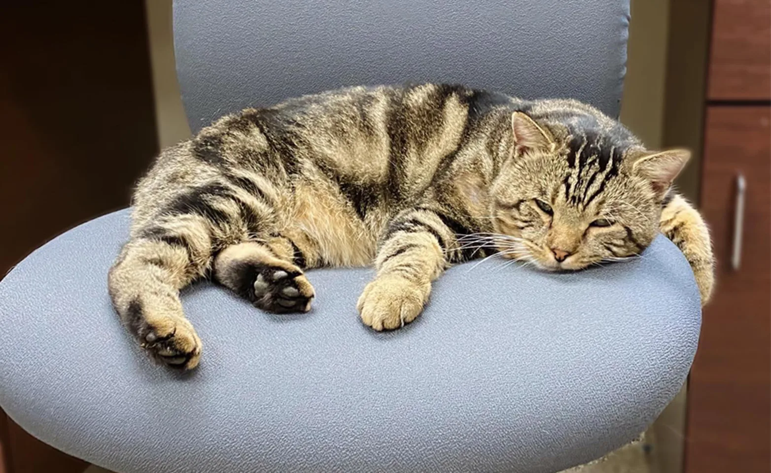 A cat sleeping on an office chair A cat sleeping on an office chair