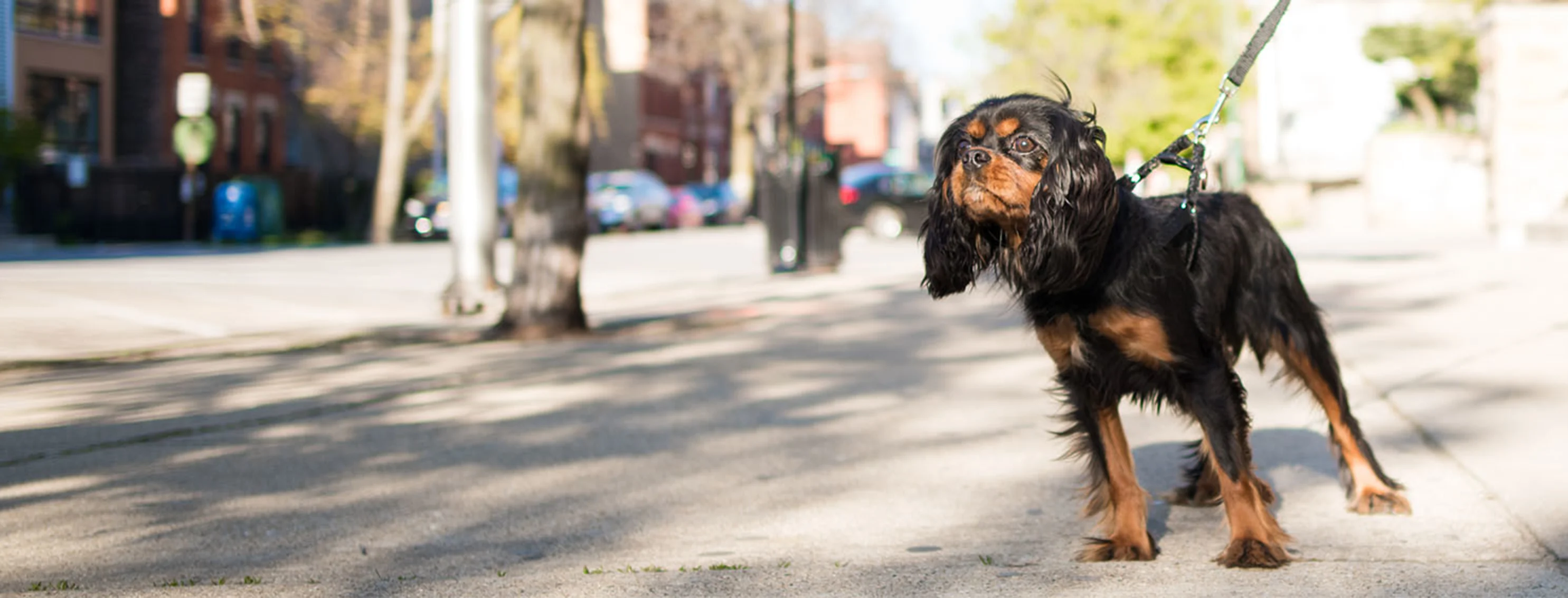 Black and brown dog walking in the sidewalk with leash