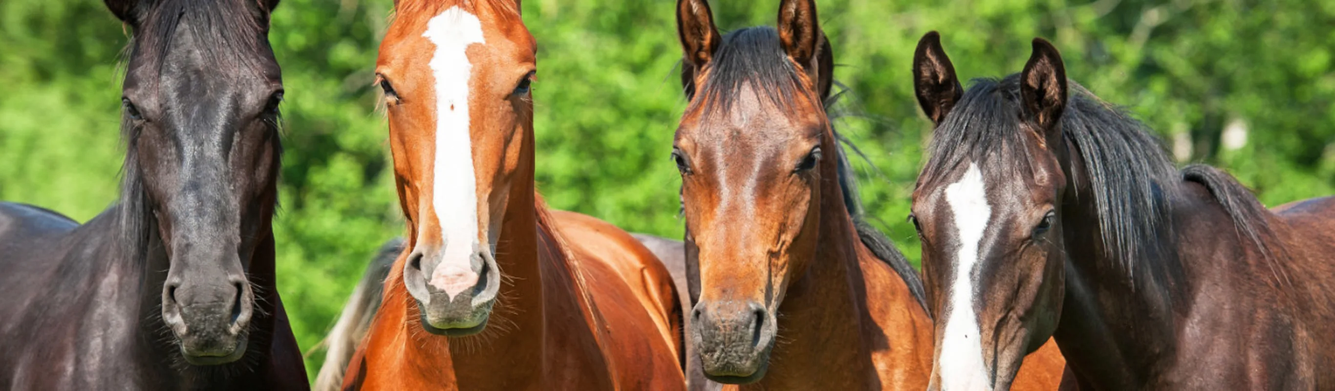 2 tan, 1 brown, and 1 black horse all standing together outdoors 2 tan, 1 brown, and 1 black horse all standing together outdoors