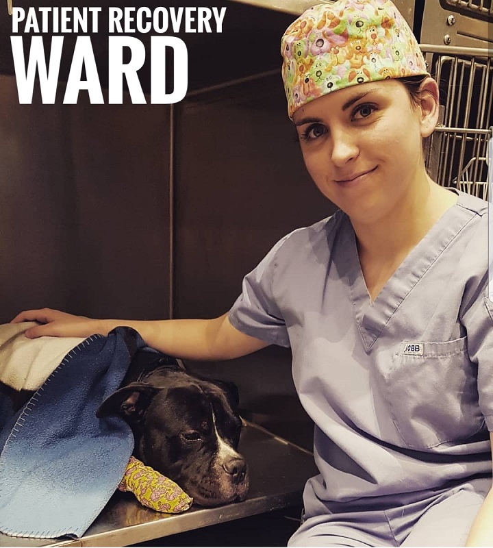 vet with dog post-surgery