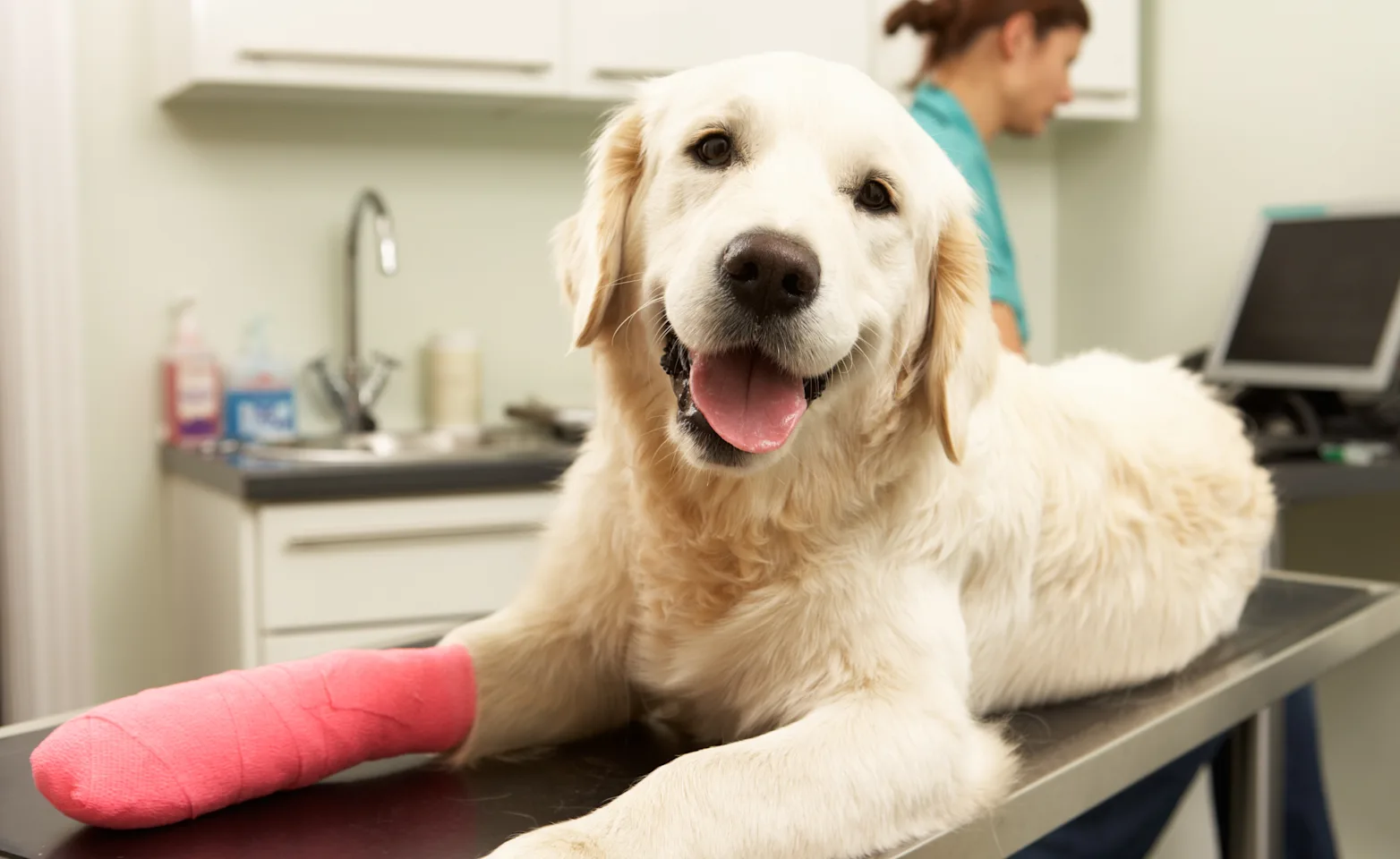 A close up shot of a golden retriever with a bandaged leg splayed on an examination table. A close up shot of a golden retriever with a bandaged leg splayed on an examination table.
