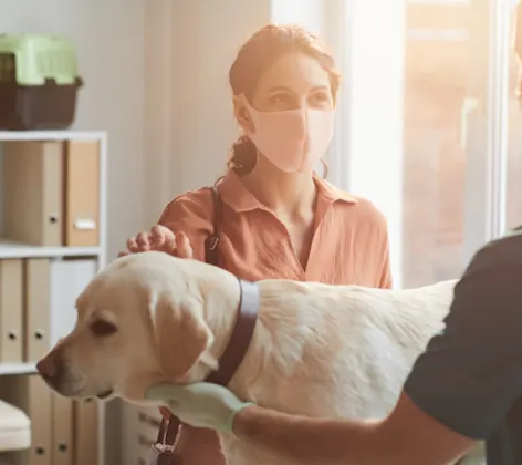 Veterinarian and client wearing masks and discussing dog's health Veterinarian and client wearing masks and discussing dog's health