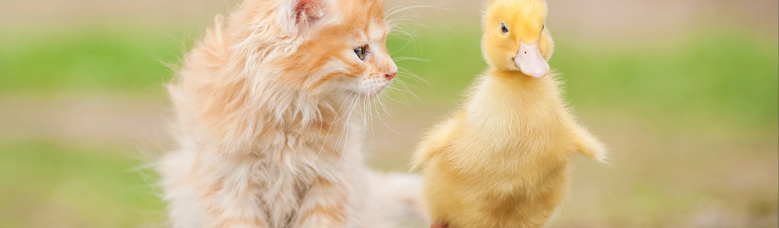 Cat and a duck Cat and a duck