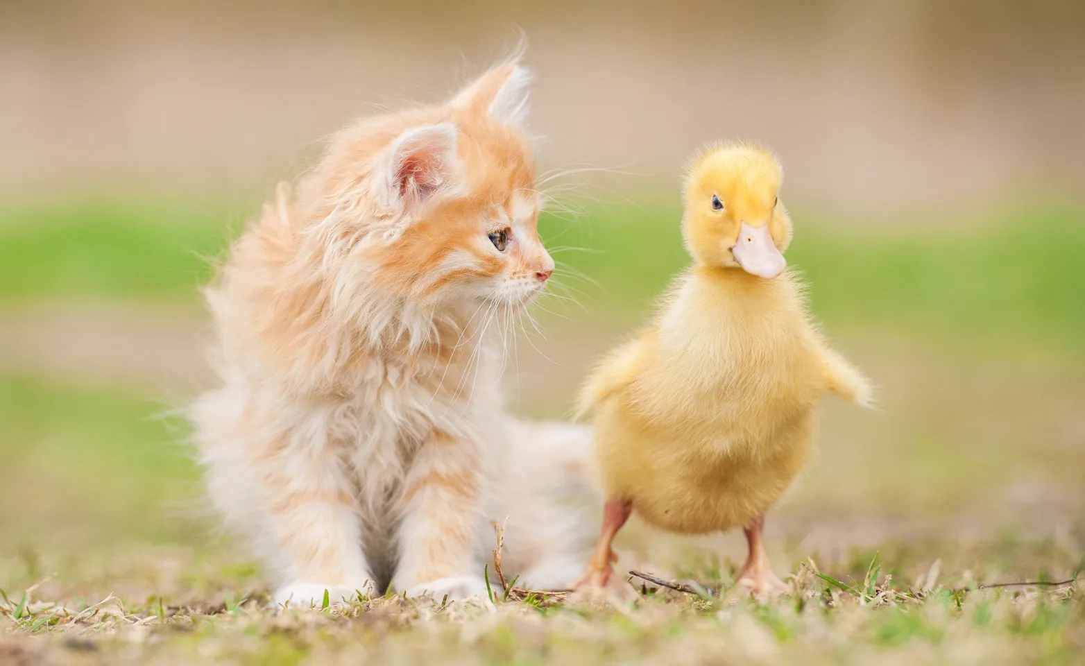 Cat and a duck Cat and a duck