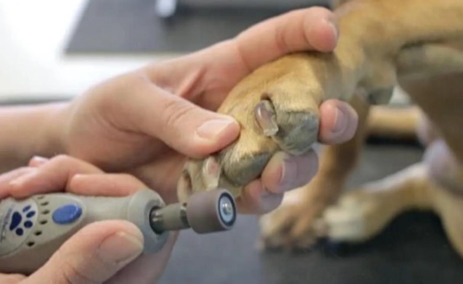 Owner using a pet friendly Dremel tool on their dog's nails. Owner using a pet friendly Dremel tool on their dog's nails.