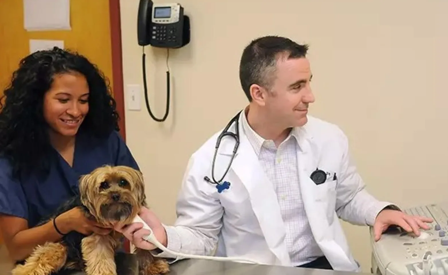 Veterinarian and veterinary assistant examining a dog with a medical device Veterinarian and veterinary assistant examining a dog with a medical device