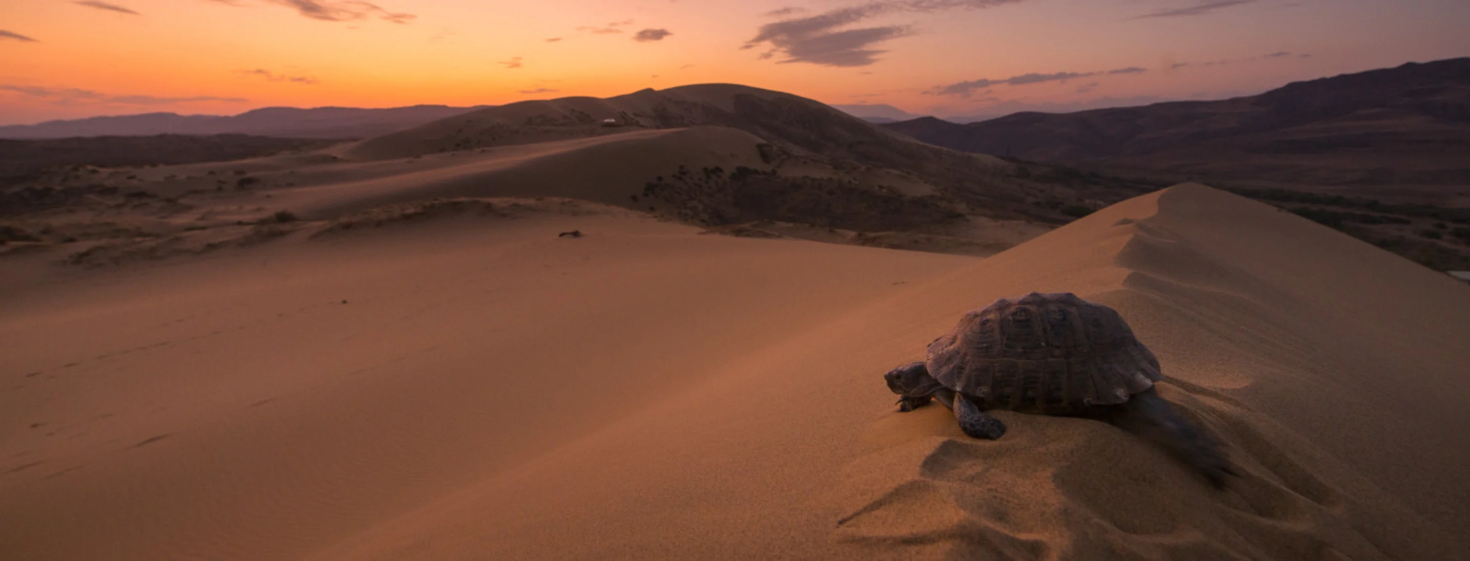 Turtle in Desert During Sunset