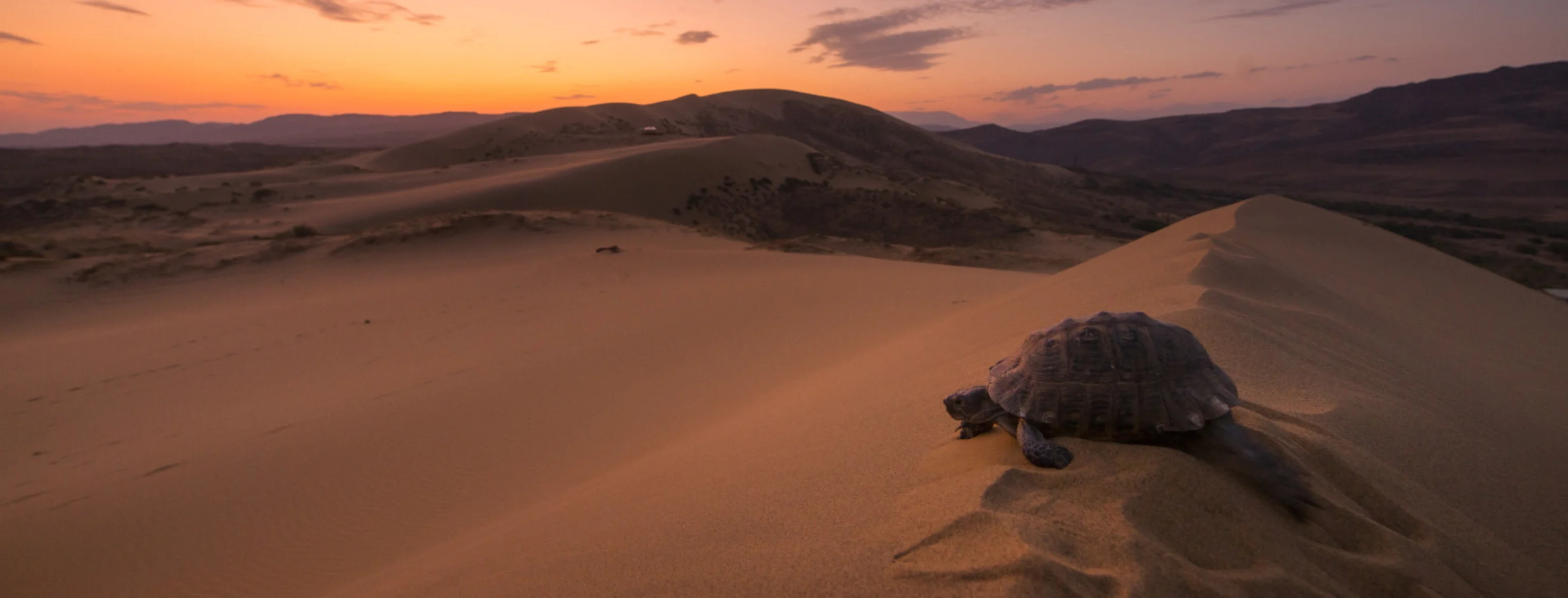 Turtle in Desert During Sunset