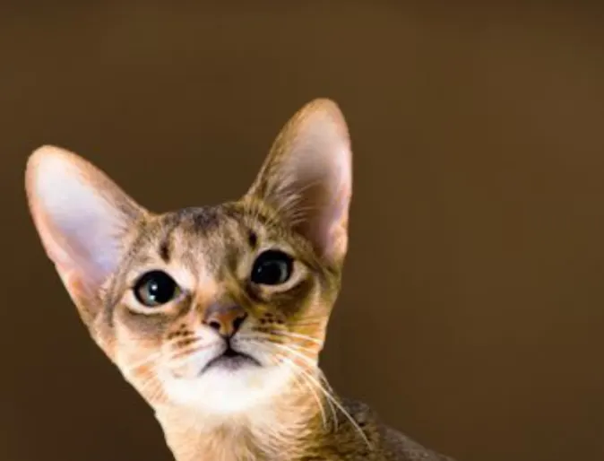 Abyssinian Abyssinian