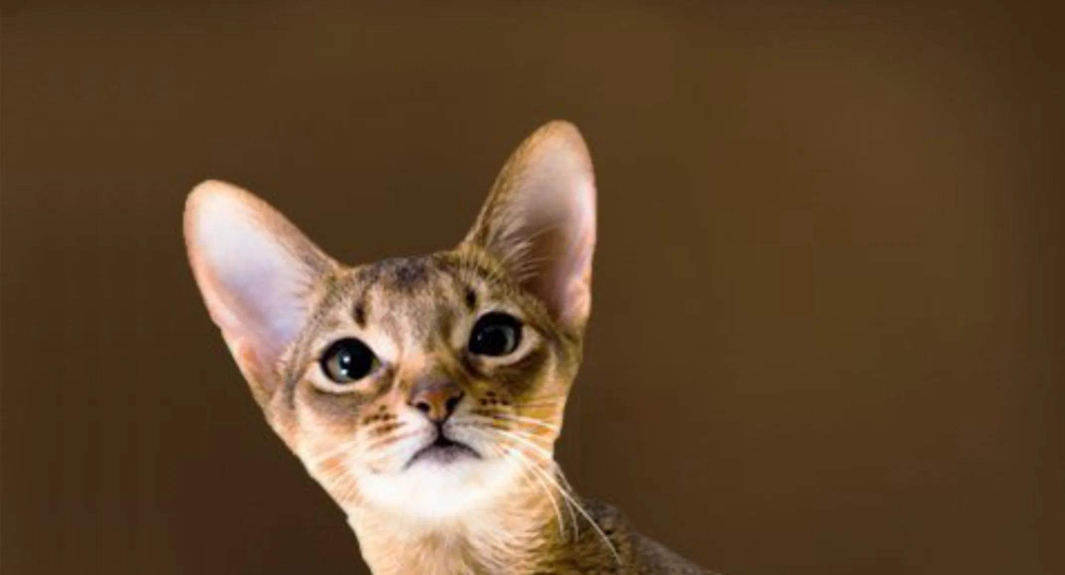 Abyssinian Abyssinian