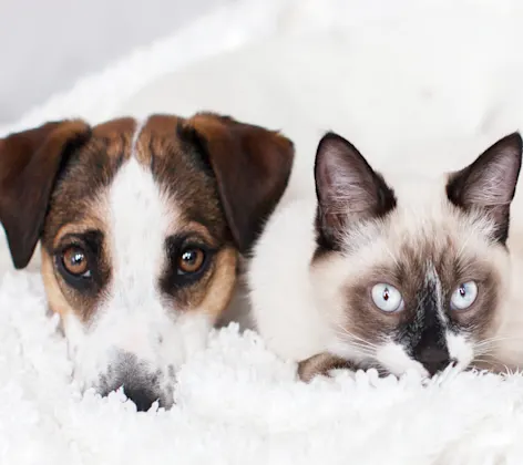 Brown and white dog is laying next to a Siamese Cat on a fluffy white blanket. Brown and white dog is laying next to a Siamese Cat on a fluffy white blanket.