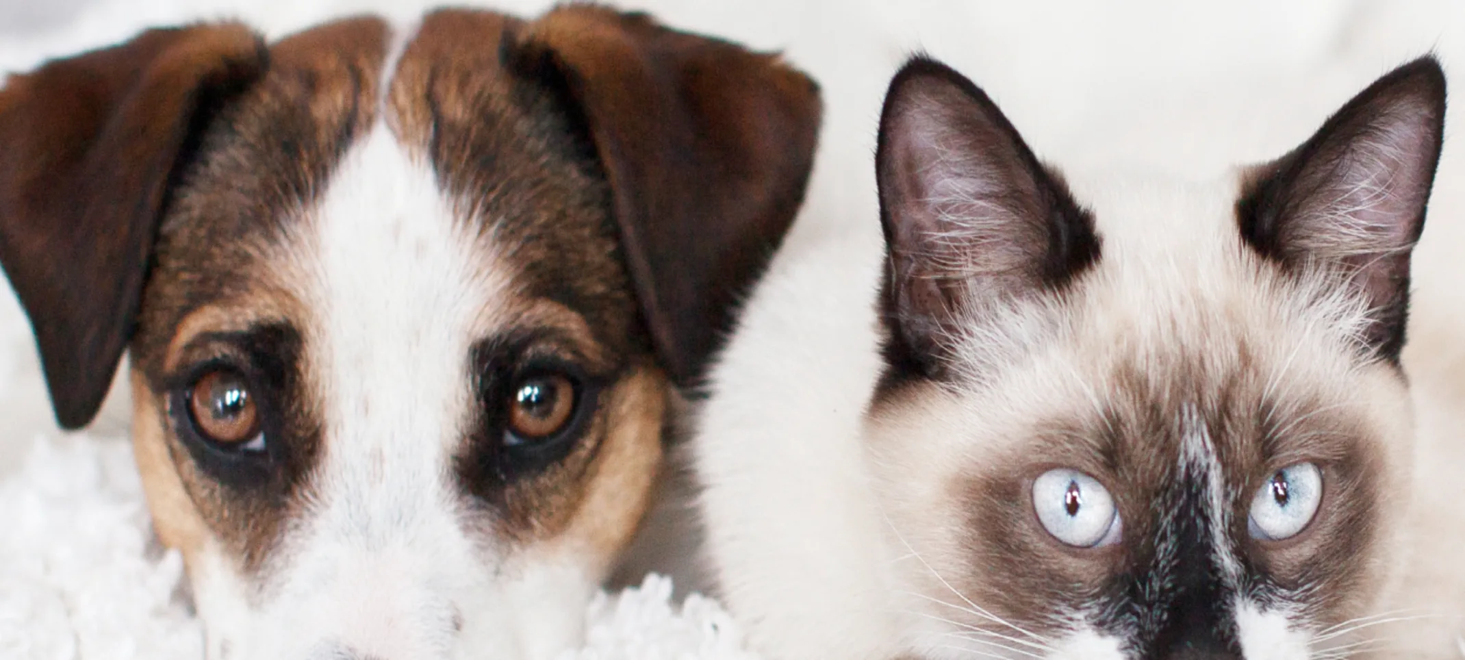 Brown and white dog is laying next to a Siamese Cat on a fluffy white blanket. Brown and white dog is laying next to a Siamese Cat on a fluffy white blanket.