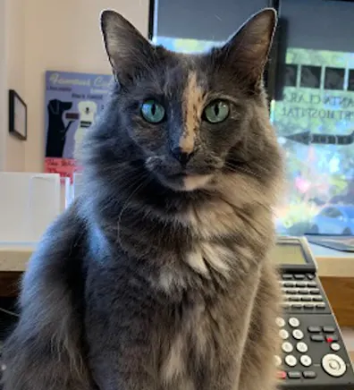 Mama Kitty sitting down. Mama Kitty sitting down.