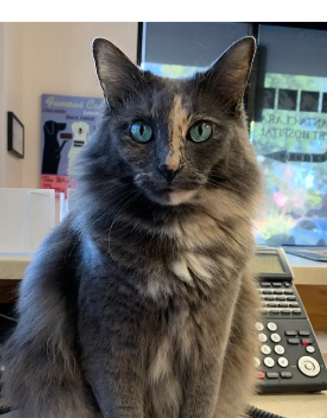 Mama Kitty sitting down. Mama Kitty sitting down.