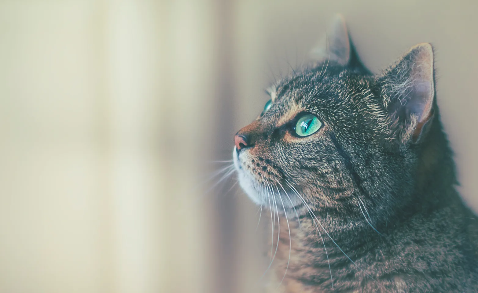 cat staring out a window