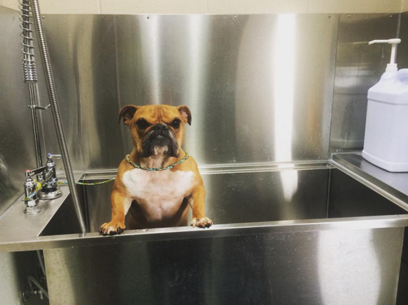 Dog sticking his head out of a grooming tub