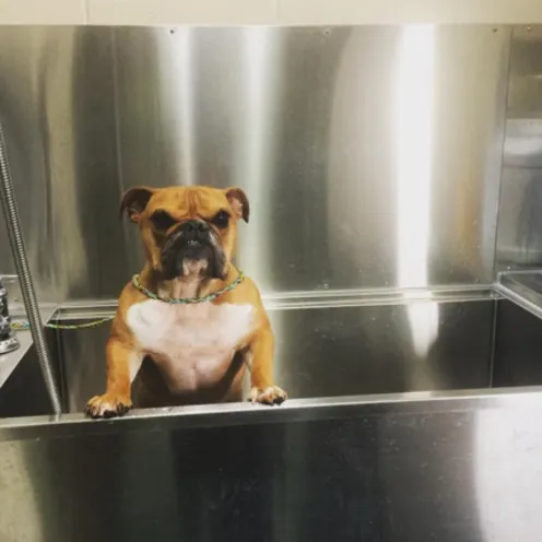 Dog sticking his head out of a grooming tub