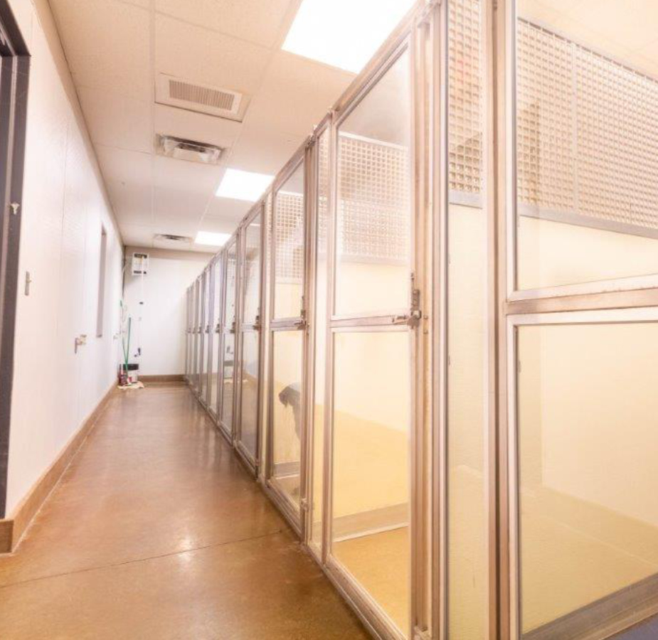 A photo of the indoor dog runs at Dunes Animal Hospital