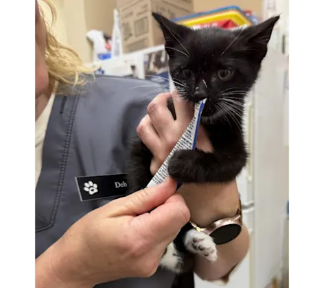 Staff Feeding a Black Kitten Staff Feeding a Black Kitten