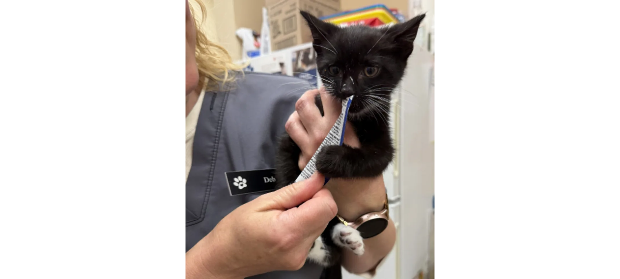 Staff Feeding a Black Kitten Staff Feeding a Black Kitten