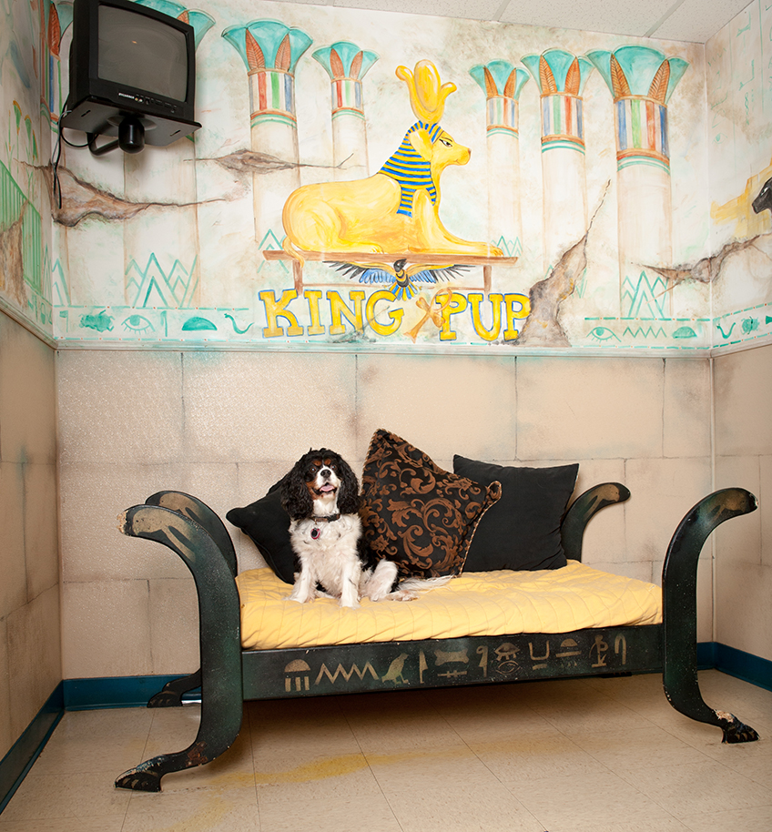 Houston Dog Boarding | Rover Oaks Pet Resort