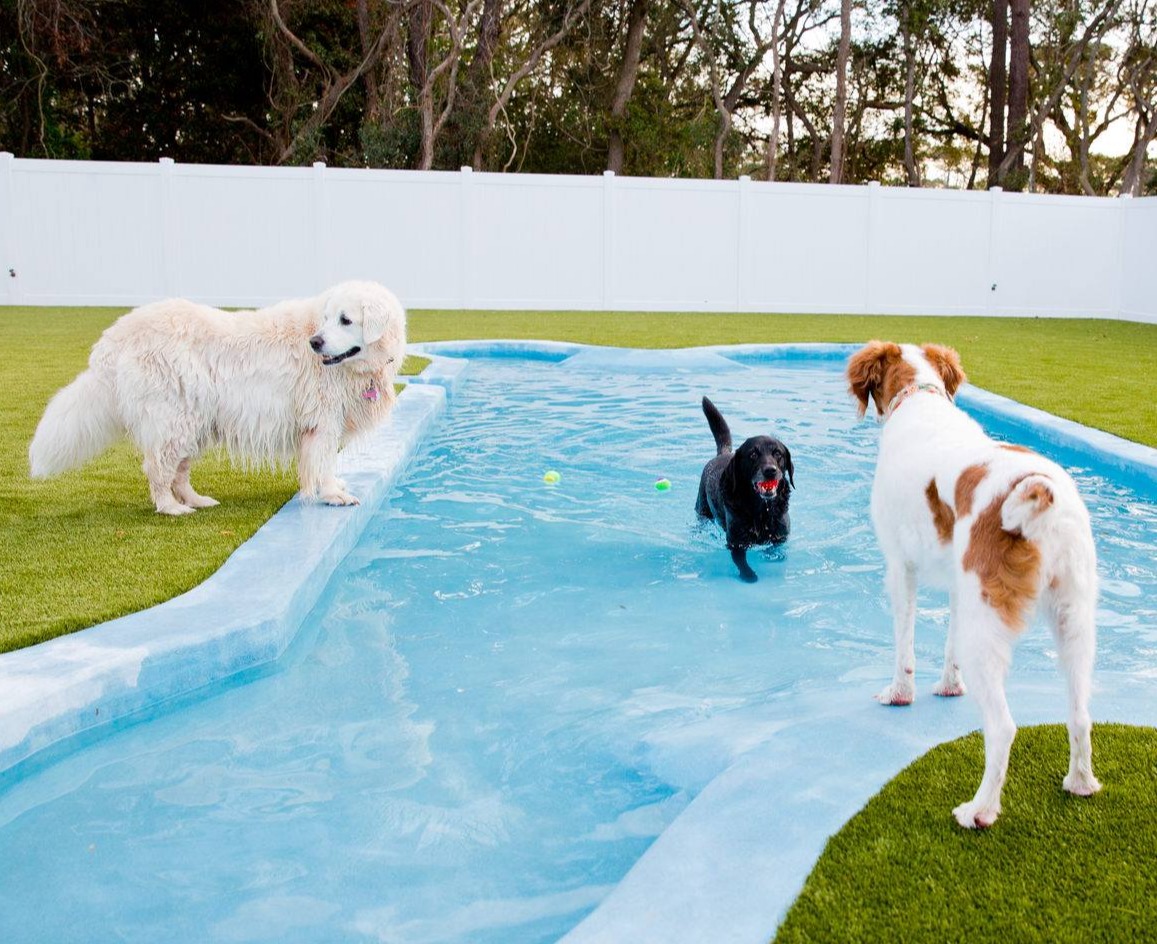Three dogs playing in a bone shaped swimming pool for dogs at Island Animal Hospital