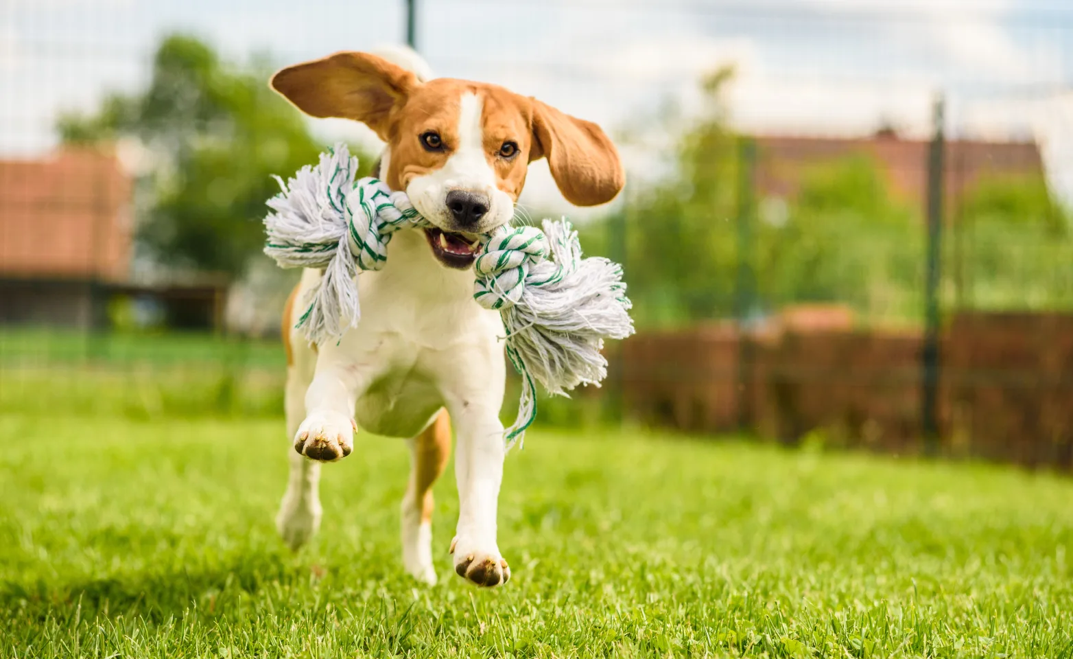 Dog running with toy