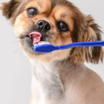 Dog Licking Blue Toothbrush