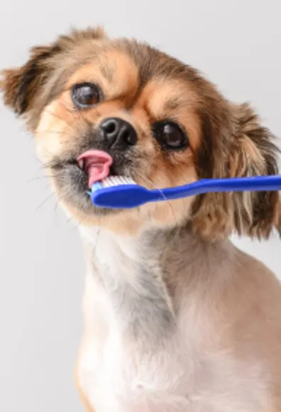 Dog Licking Blue Toothbrush