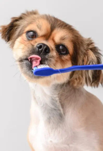 Dog Licking Blue Toothbrush Dog Licking Blue Toothbrush