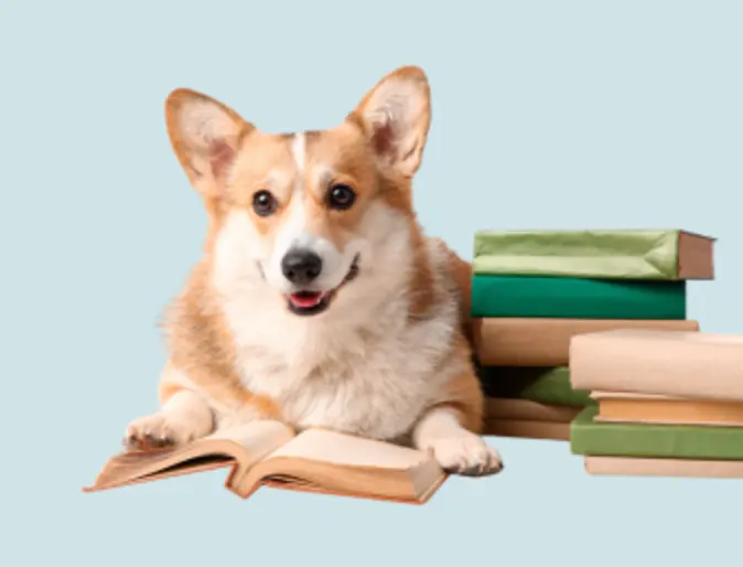 Corgi with books Corgi with books