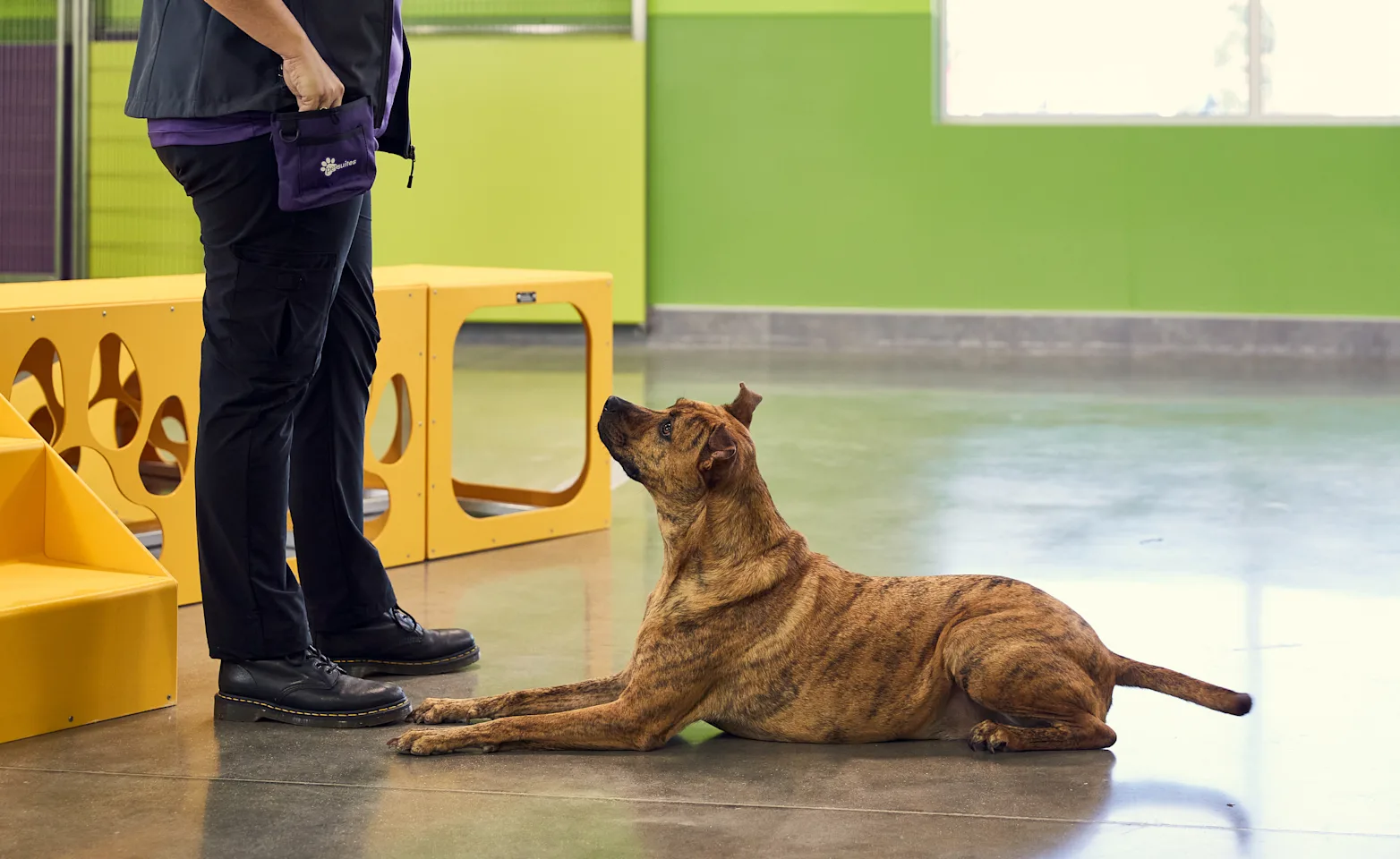 Sitting dog with trainer Sitting dog with trainer