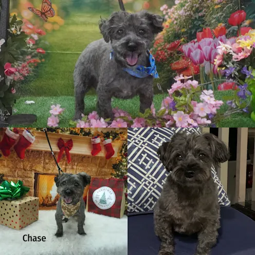 Chase Greco Chase Greco