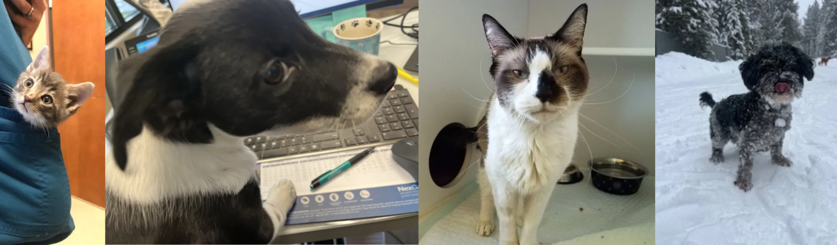 Pets at Brookswood Animal Clinic Pets at Brookswood Animal Clinic