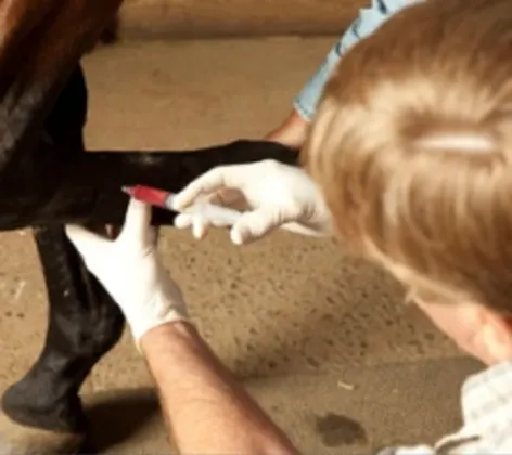 A veterinarian using a syringe on a horse's leg A veterinarian using a syringe on a horse's leg