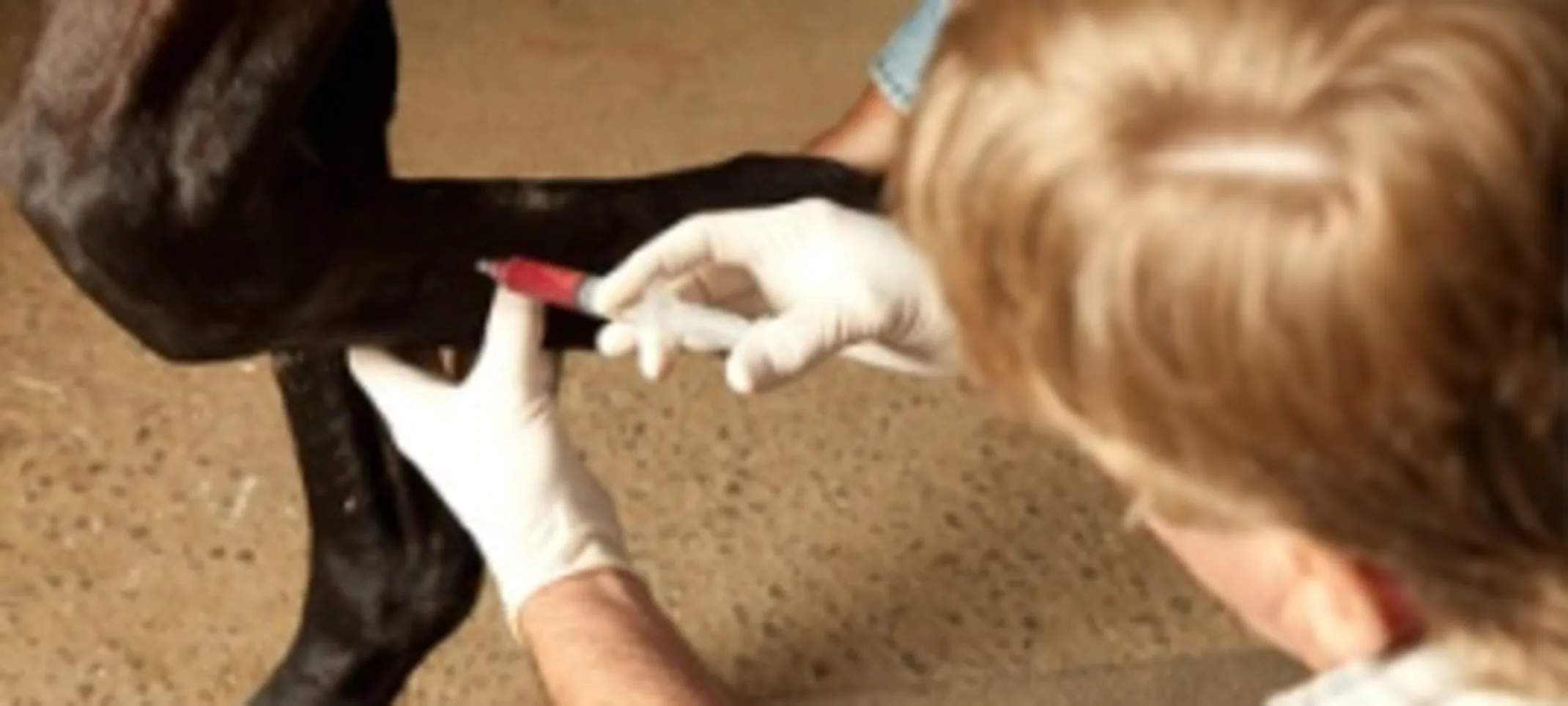 A veterinarian using a syringe on a horse's leg