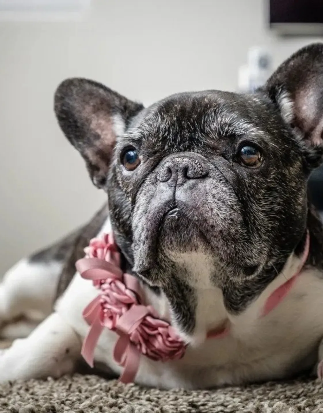 Oreo Belle Oreo Belle