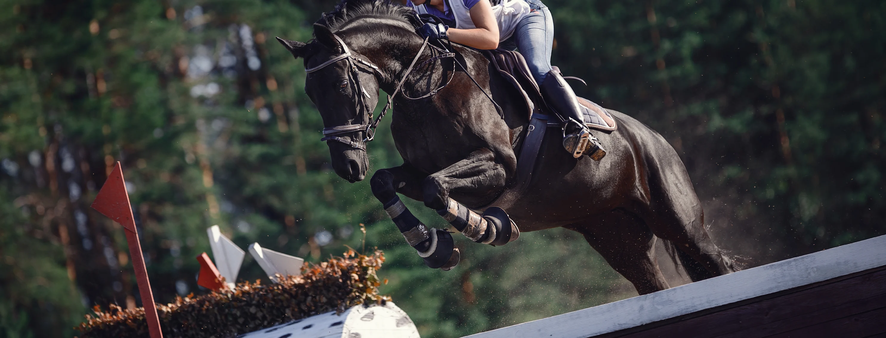 Girl riding a horse and jumping over a hurdle. Girl riding a horse and jumping over a hurdle.