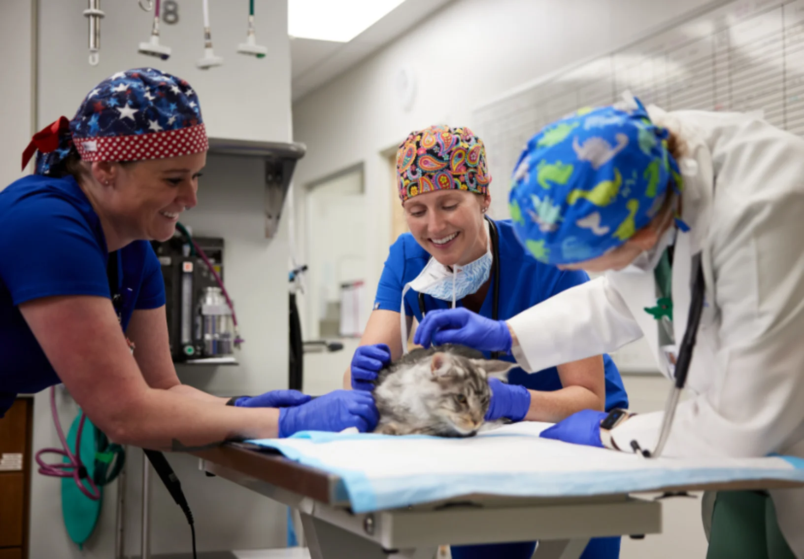 Vets tending to cat Vets tending to cat