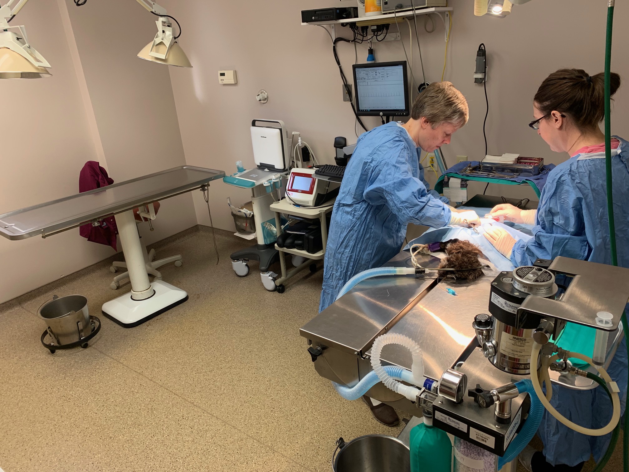 Kokomo Animal Hospital Surgery Room