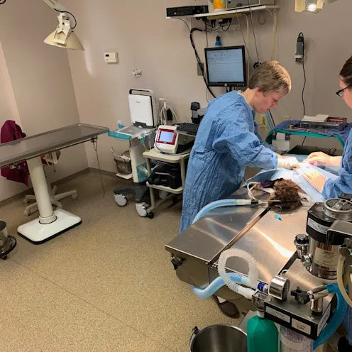 Kokomo Animal Hospital Surgery Room Kokomo Animal Hospital Surgery Room