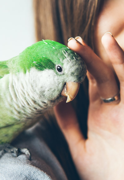 A small green bird being pet by a woman while sitting on her shoulder