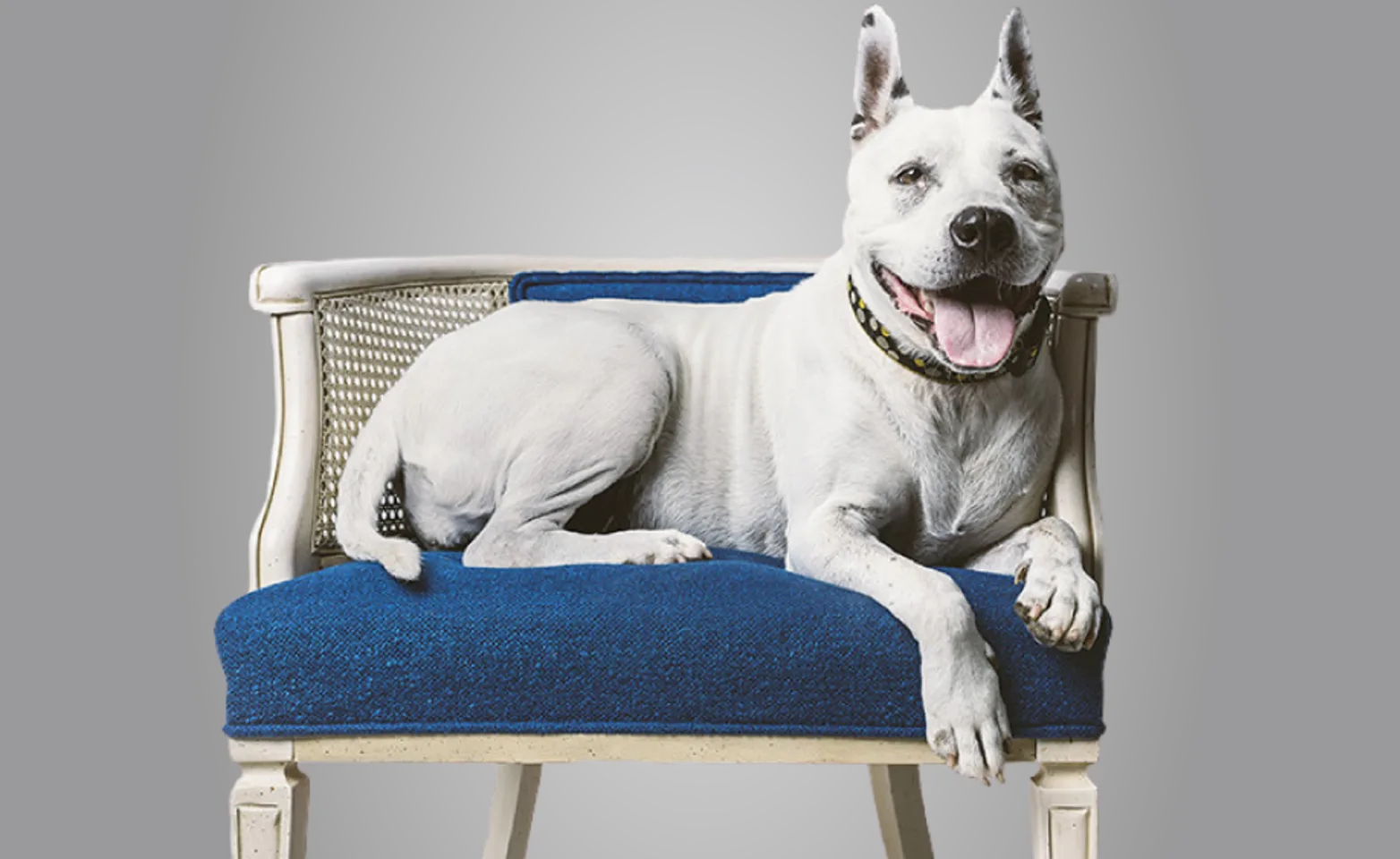 A dog sitting on a blue couch