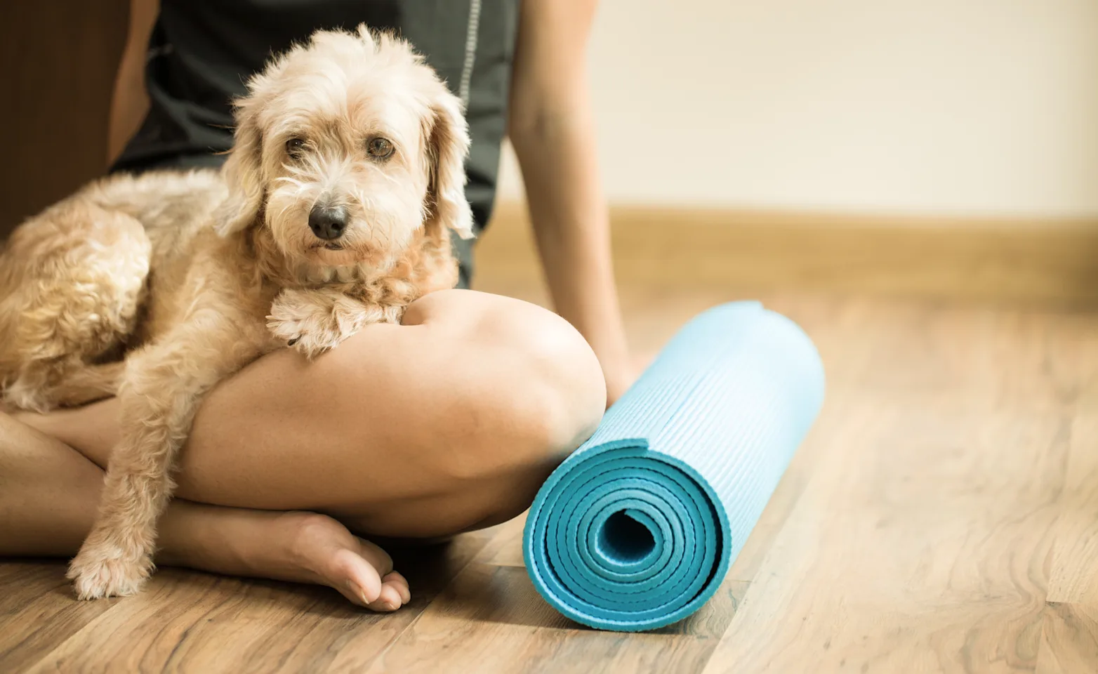 Dog with yoga mat Dog with yoga mat