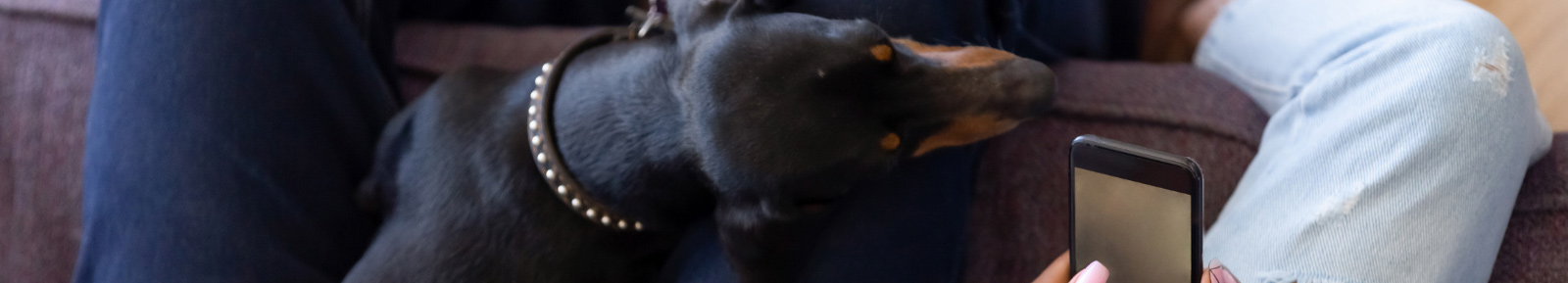 Dog on lap with phone at Animal Specialty Center