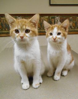 Two Kittens
