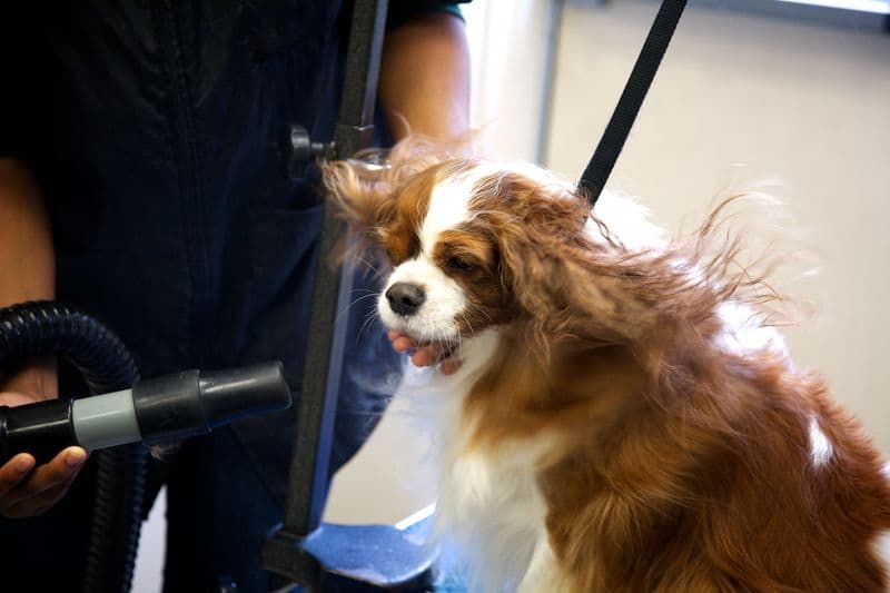 Dog with long fur being blow dried