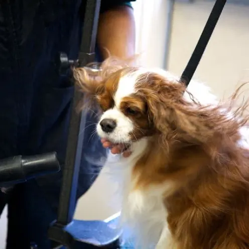 Dog with long fur being blow dried