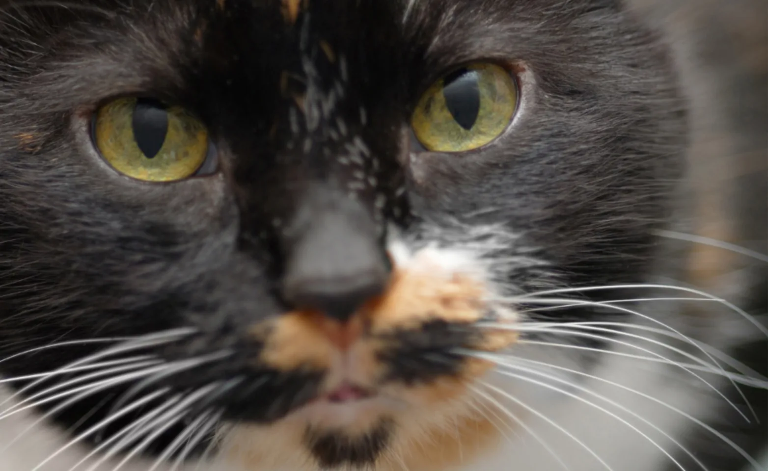 Close up of black, white, and orange cat with green eyes