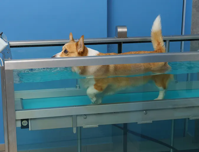 Water Treadmill Therapy Water Treadmill Therapy